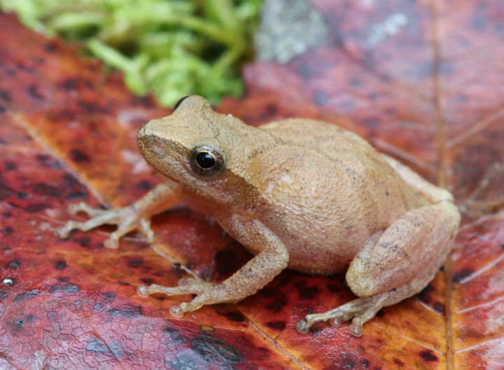 Spring Peeper